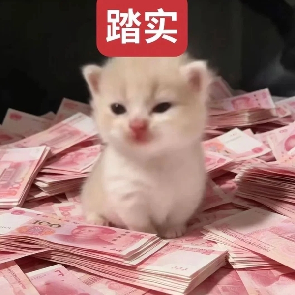 ảnh meme hài mèo