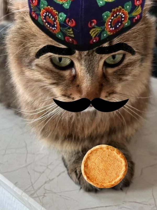 ảnh mèo meme vô tri 1