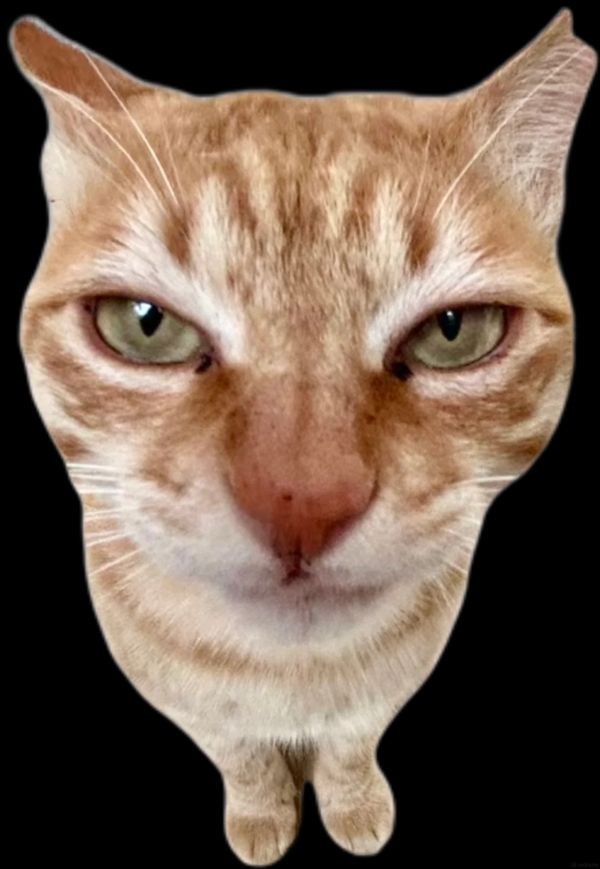 ảnh mèo meme vô tri 10