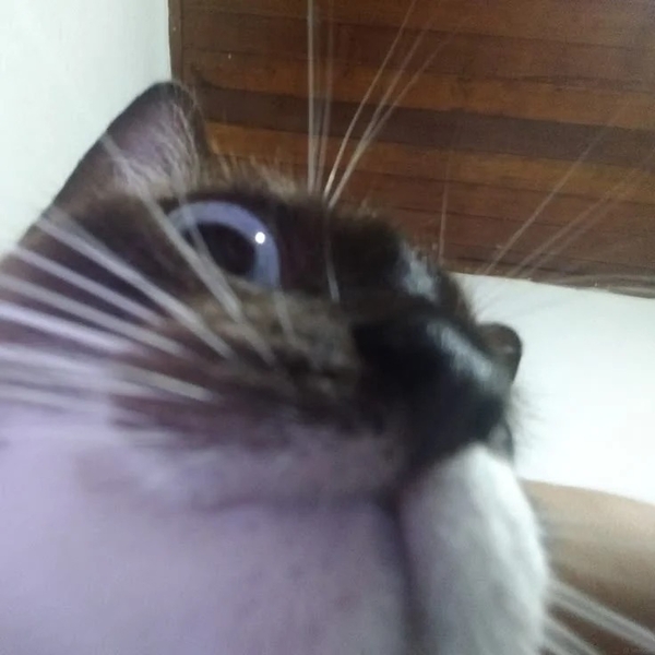 ảnh mèo meme vô tri 17