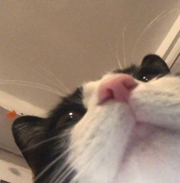 189+ Ảnh mèo meme vô tri ngáo ngơ, hài không lối thoát