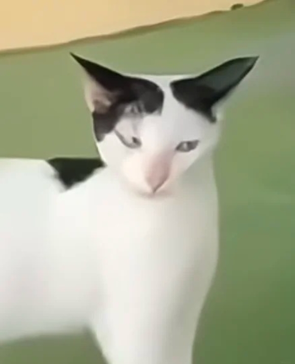 ảnh mèo meme vô tri 27