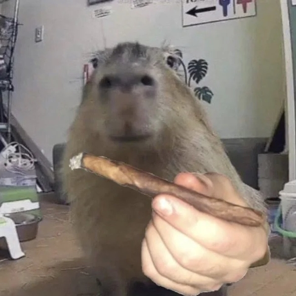 avatar capybara vô tri 17