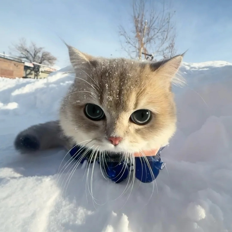 avatar mèo vô tri cute