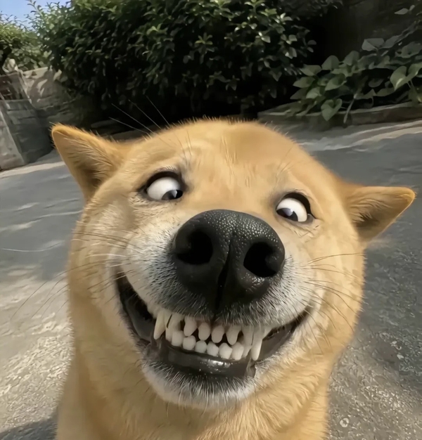 avatar vô tri chó 22