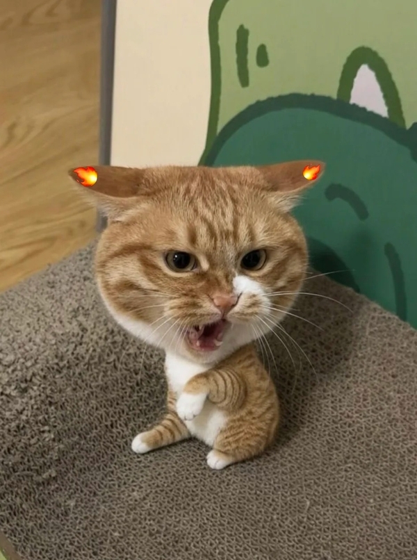 há mồm ảnh chế meme mèo bựa 10