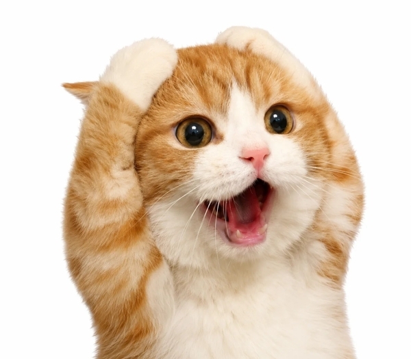há mồm ảnh chế meme mèo bựa 11