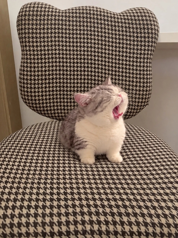 há mồm ảnh chế meme mèo bựa 14