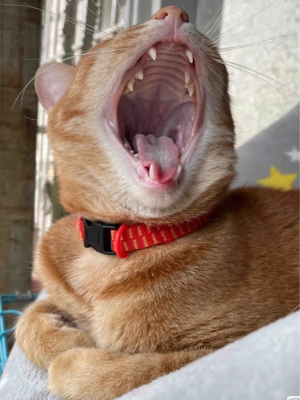 há mồm ảnh chế meme mèo bựa 17