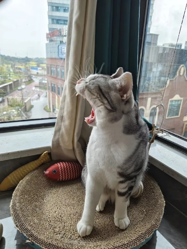 há mồm ảnh chế meme mèo bựa 19