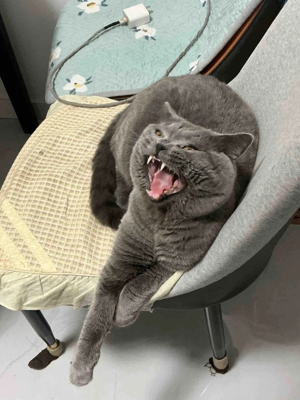 há mồm ảnh chế meme mèo bựa 20
