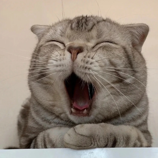 há mồm ảnh chế meme mèo bựa 22