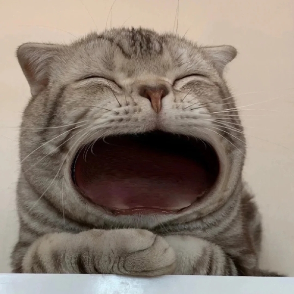 há mồm ảnh chế meme mèo bựa 23