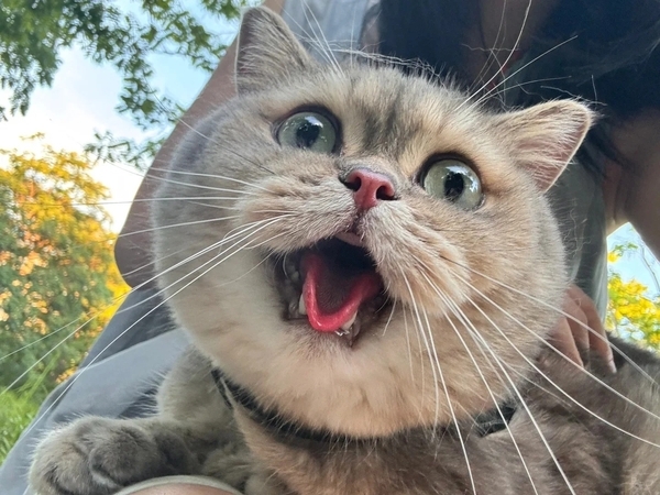 há mồm ảnh chế meme mèo bựa 24
