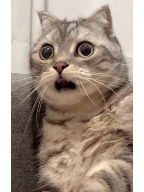 há mồm ảnh chế meme mèo bựa 25