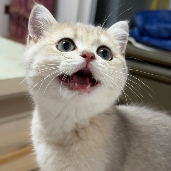 há mồm ảnh chế meme mèo bựa 26