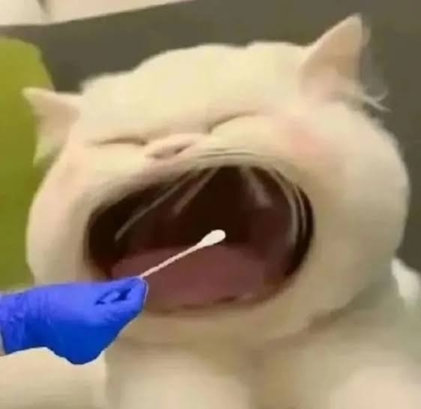 há mồm ảnh chế meme mèo bựa 3