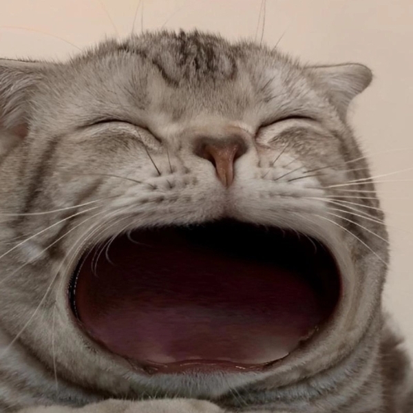 há mồm ảnh chế meme mèo bựa 4