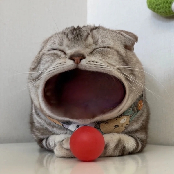 há mồm ảnh chế meme mèo bựa 6