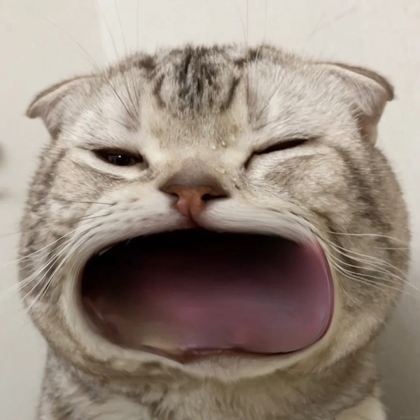 há mồm ảnh chế meme mèo bựa 7
