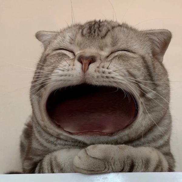 há mồm ảnh chế meme mèo bựa 8
