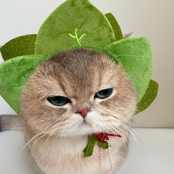 hình meme mèo