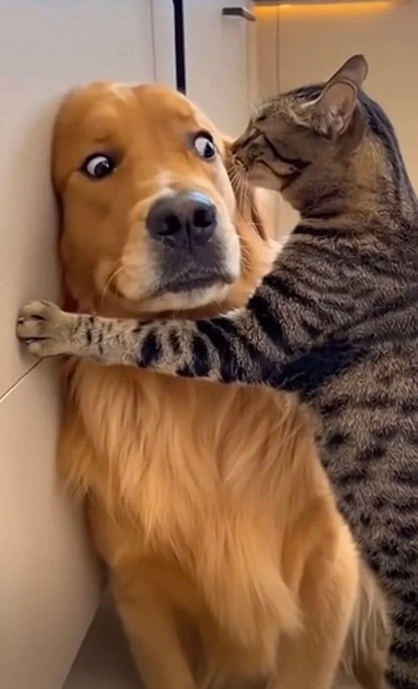 meme chó mèo 36