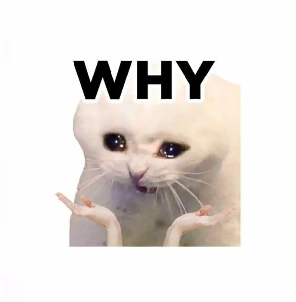 meme mèo 12