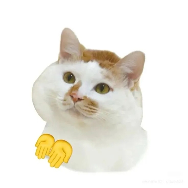 meme mèo 14