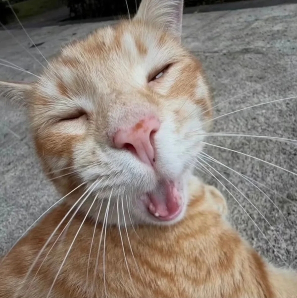 meme meo 25