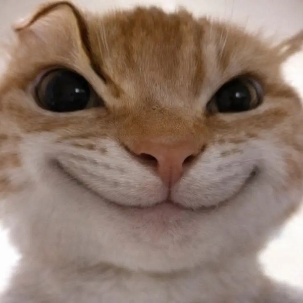 meme mèo 4