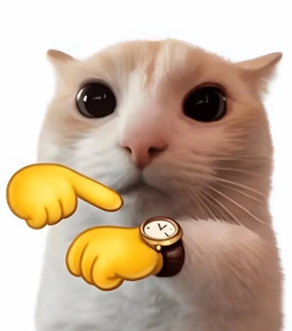 meme mèo 5