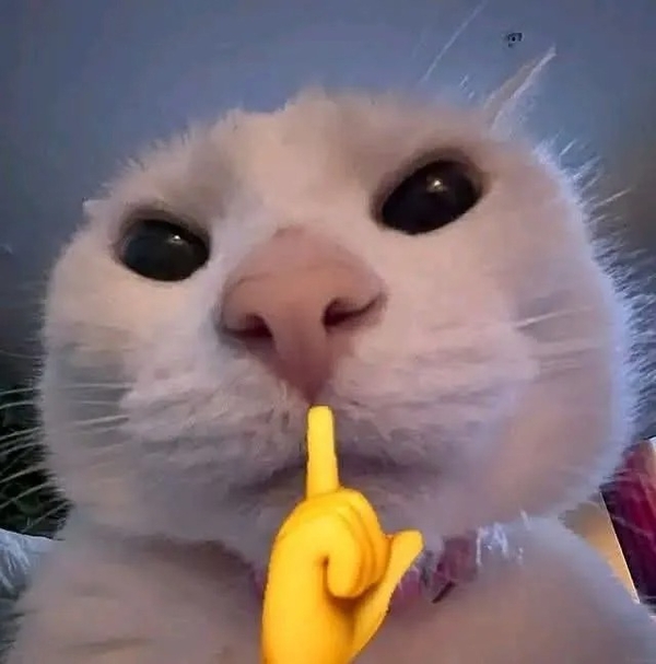 meme mèo 6