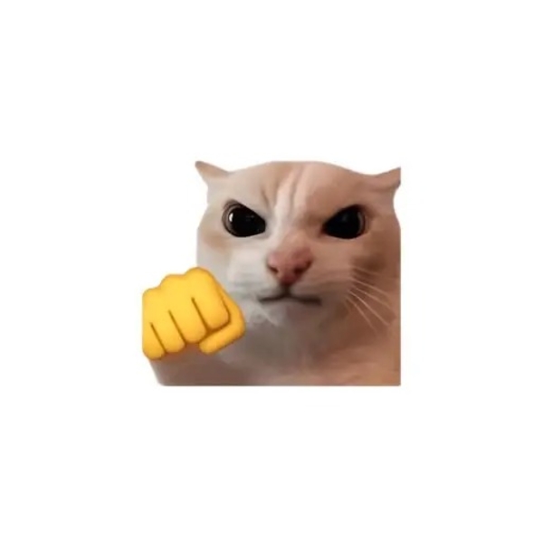 meme mèo 8