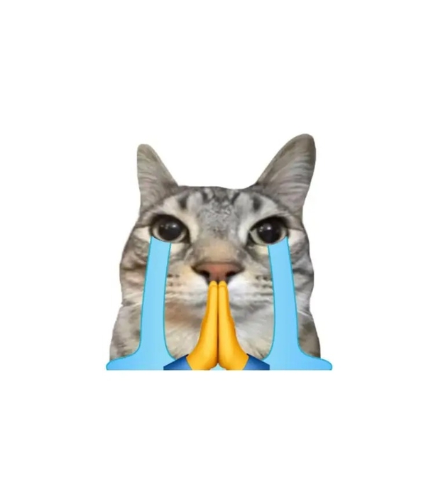 meme mèo 9
