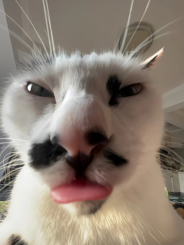 meme mèo bất ngờ 13