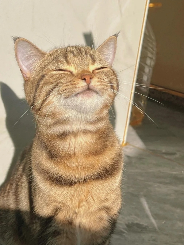 meme mèo bất ngờ 17