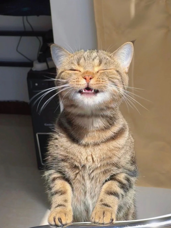 meme mèo bất ngờ 20