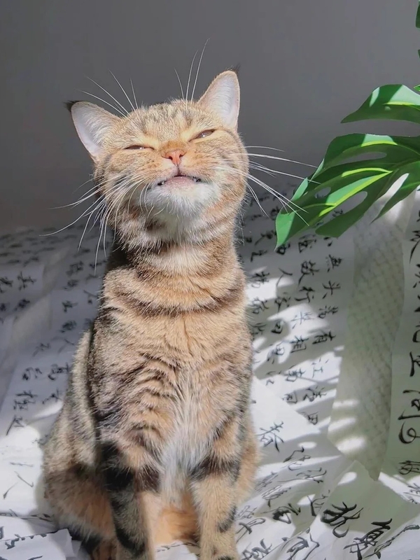 meme mèo bất ngờ 21