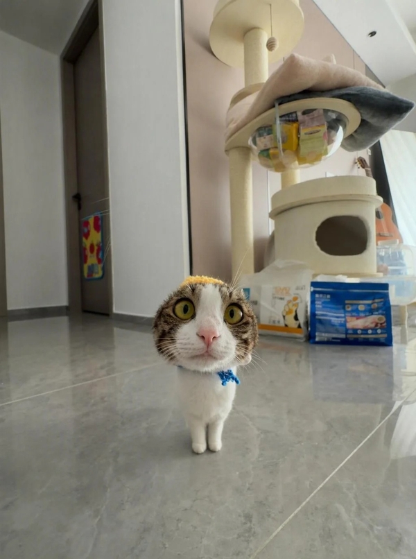 meme mèo bất ngờ 26