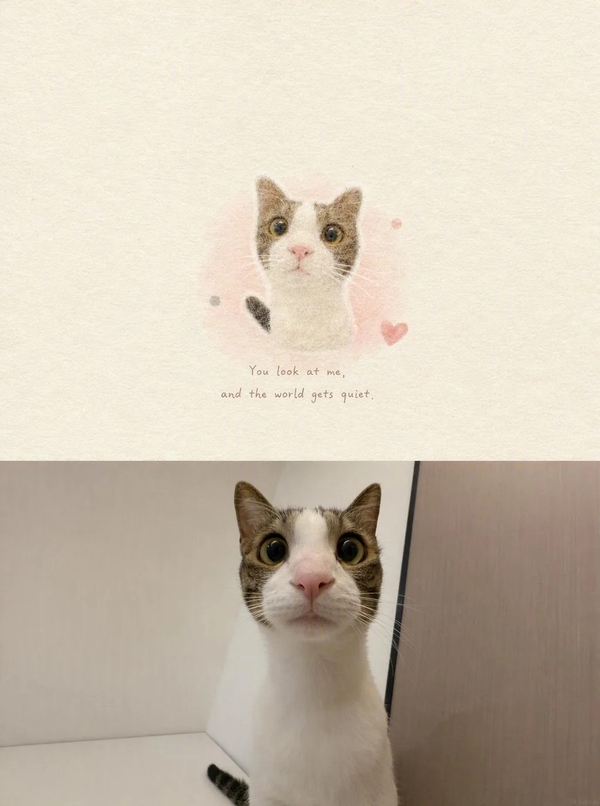 meme mèo bất ngờ 29