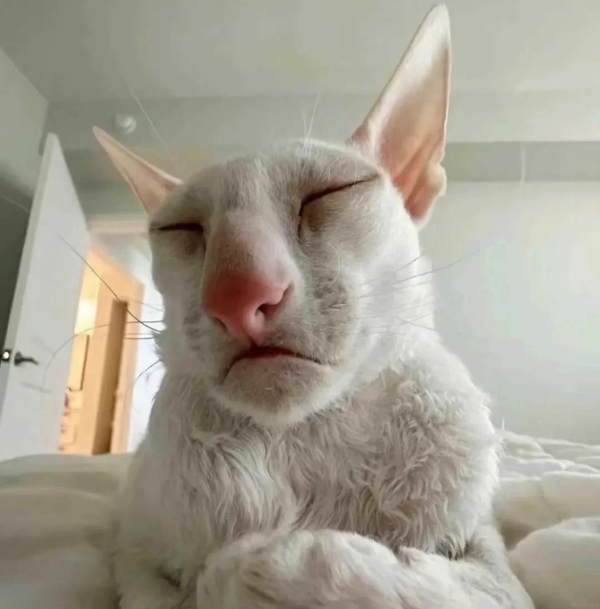 meme mèo bất ngờ 6