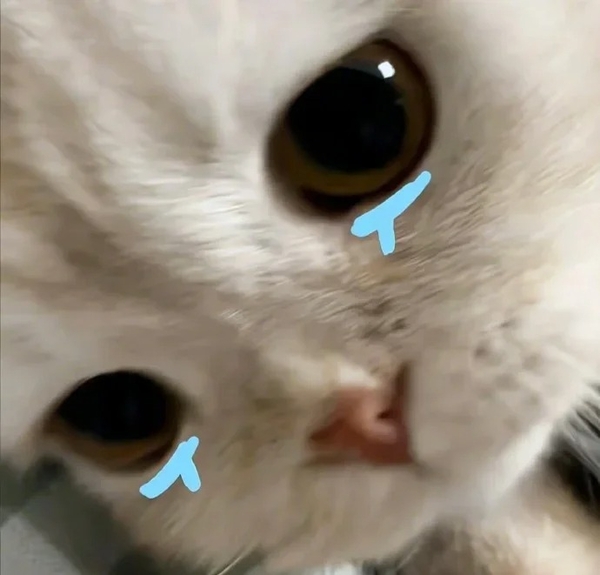 meme mèo buồn 24