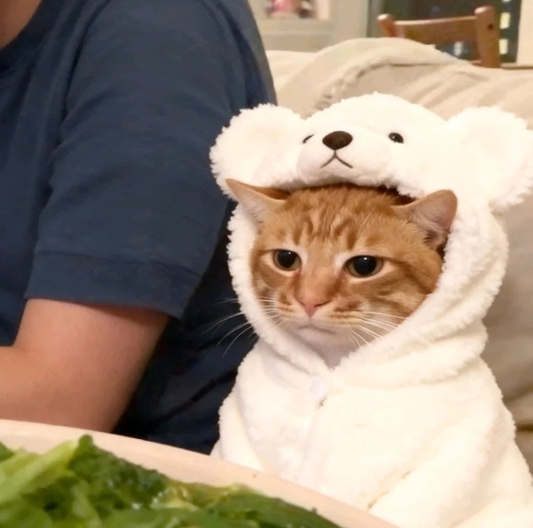 205+ Ảnh meme mèo buồn hài hước dành cho ngày tụt mood