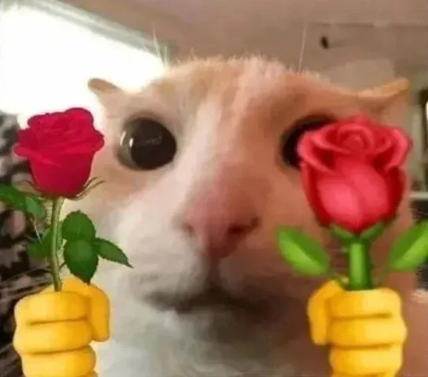 meme mèo cầm hoa 25