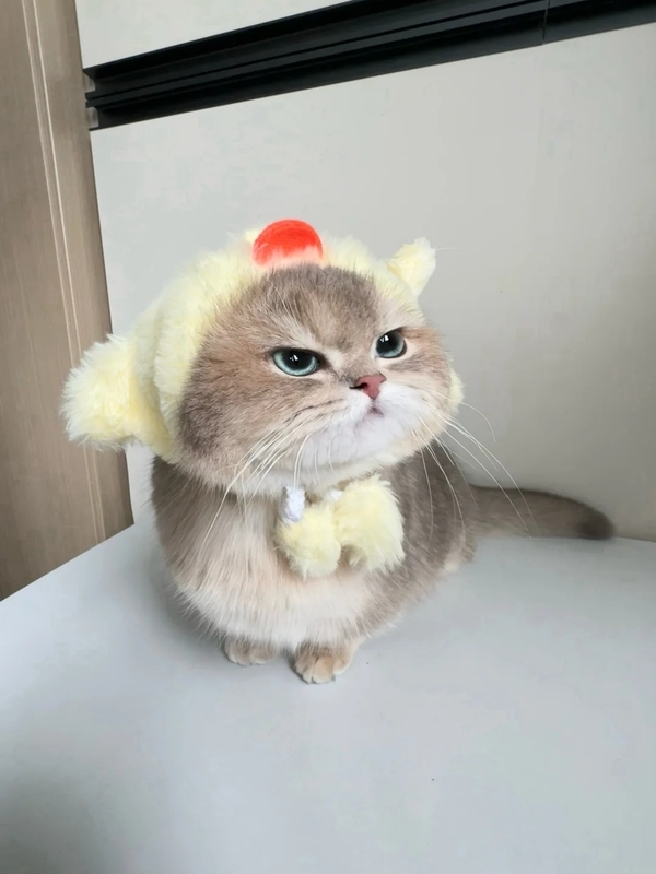 meme mèo dỗi 27