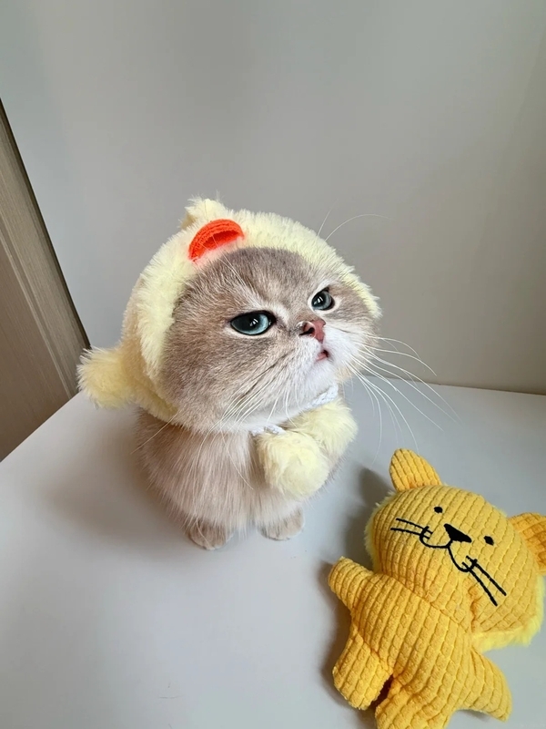 meme mèo dỗi 28