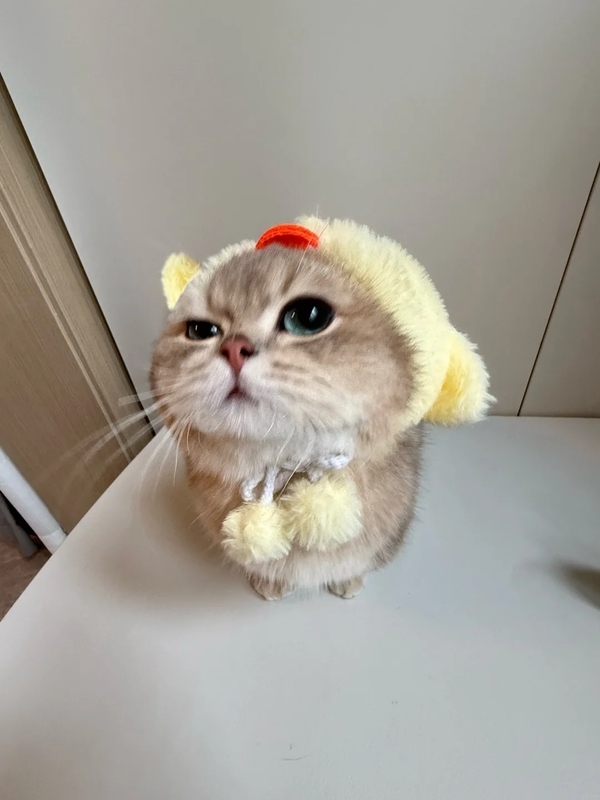 meme mèo dỗi 32