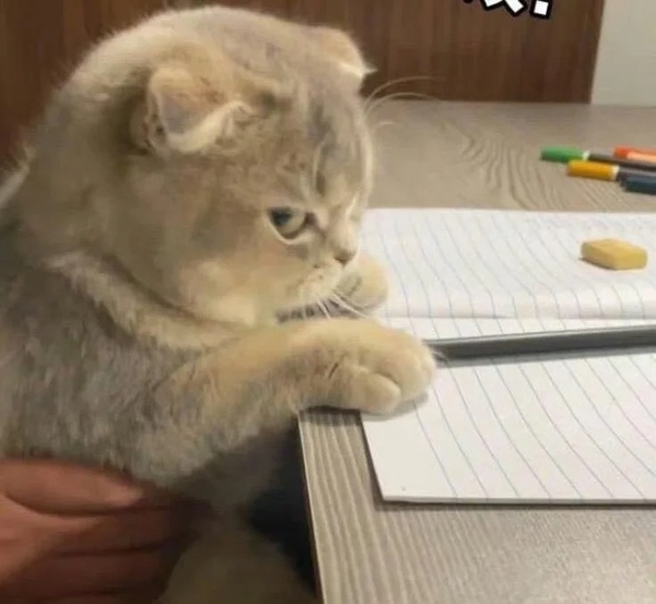 meme mèo dỗi 4