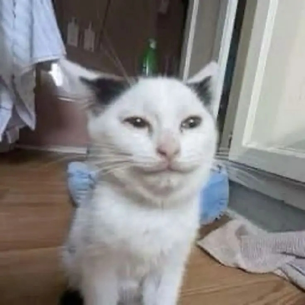 meme mèo hài 20